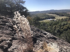 Andropogon ternarius