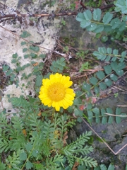 Cota tinctoria