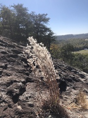Andropogon ternarius