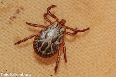 Dermacentor marginatus