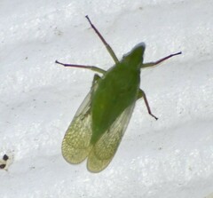 Rhynchomitra
