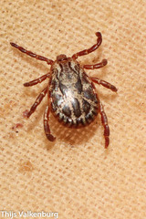 Dermacentor marginatus