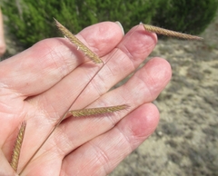 Bouteloua pectinata