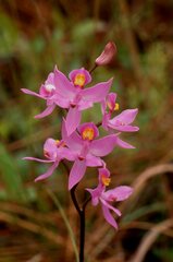 Calopogon barbatus
