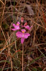 Calopogon barbatus