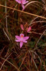 Calopogon barbatus