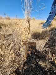 Krascheninnikovia lanata