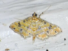 Ommatospila narcaeusalis