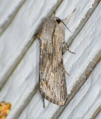 Spodoptera albula