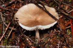 Melanoleuca decembris