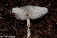 Melanoleuca decembris