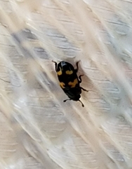 Glischrochilus fasciatus