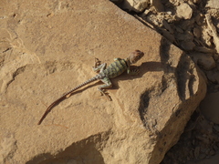 Crotaphytus collaris