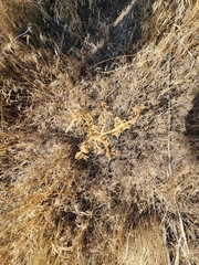 Krascheninnikovia lanata