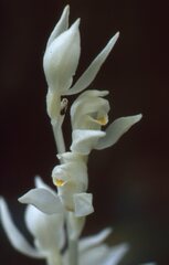 Cephalanthera austiniae