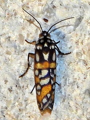 Cydosia aurivitta