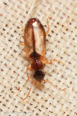 Philorhizus