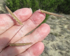 Bouteloua pectinata