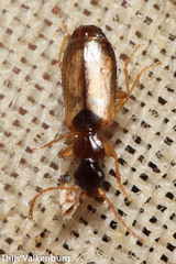 Philorhizus