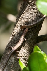 Cryptoblepharus