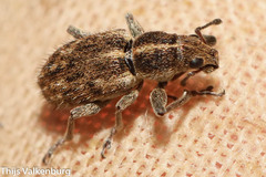 Andrion regensteinense