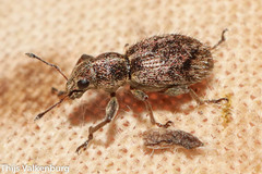 Andrion regensteinense