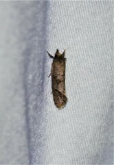 Acrolophus texanella