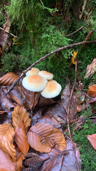 Hypholoma capnoides