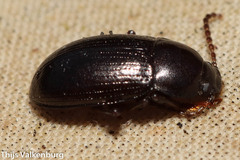 Helopini