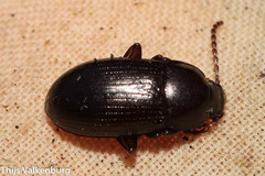 Helopini