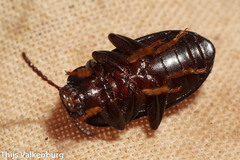 Helopini