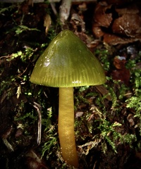 Gliophorus psittacinus