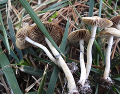 Psilocybe ovoideocystidiata