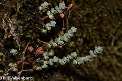 Sedum brevifolium