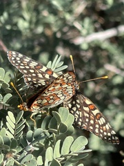 Euphydryas chalcedona hennei