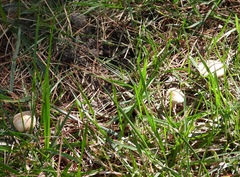 Psilocybe ovoideocystidiata