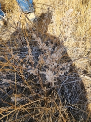 Krascheninnikovia lanata