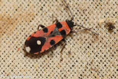 Horvathiolus superbus