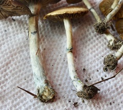 Psilocybe ovoideocystidiata