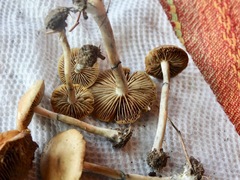 Psilocybe ovoideocystidiata