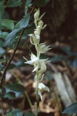 Cephalanthera austiniae
