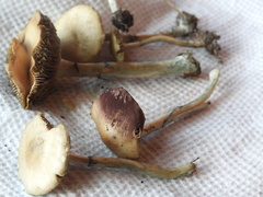 Psilocybe ovoideocystidiata