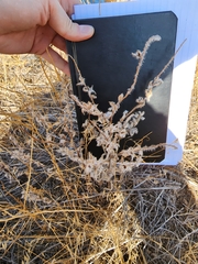 Krascheninnikovia lanata