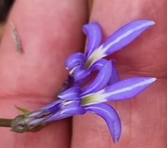 Lobelia gibbosa
