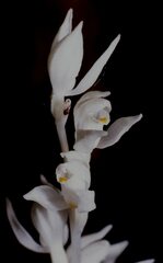 Cephalanthera austiniae