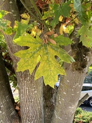 Acer macrophyllum