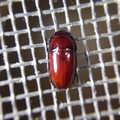 Pseudomorphini