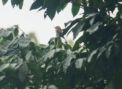 Myiophobus fasciatus