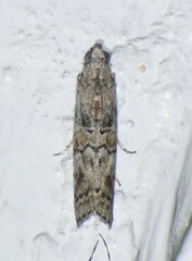 Zamagiria australella