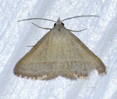 Hemeroplanis parallela